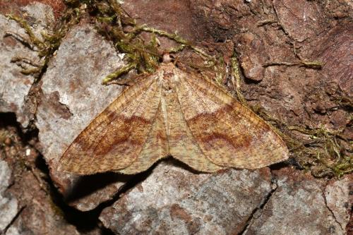 Plagodis pulveraria